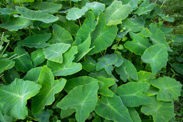 Taro leaf in the garden, Taro leaves background, Colocasia esculenta