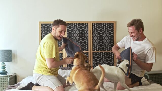 gay couple over forty in bed playing with some cushions with their three dogs in slow motion