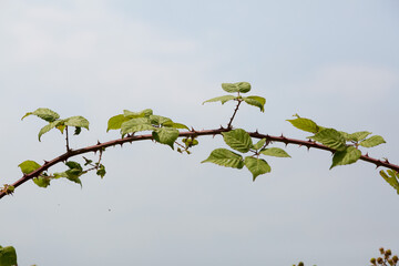 Plants and wildflowers in the summer season in the Mediterranean area