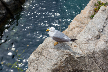 Seagulls on a cliff in the Mediterranean Sea