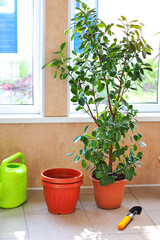 Transplanting ficus into large bucket. Ficus is in pot indoors. Indoor plant. background.