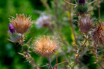 Flowers and plants in summer in the Mediterranean area