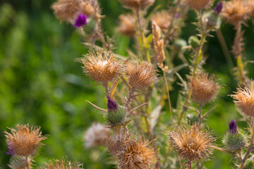 Obraz premium Flowers and plants in summer in the Mediterranean area