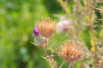Flowers and plants in summer in the Mediterranean area