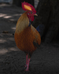 jungle fowl