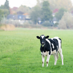 Black and white calf in a green meadow looking at the camera