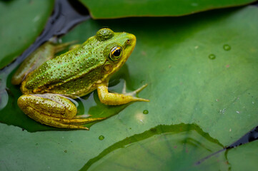 Frog resting. Pool frog sitting on leaf. Pelophylax lessonae. European frog. Marsh frog with Nymphaea leaf.