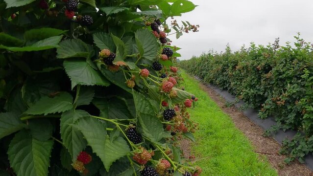 Tilt down blackberry bush row close up blackberries