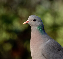 stock dove