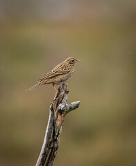 tree pipit