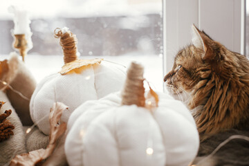 Cute cat looking in window and sitting with pumpkins pillows, fall leaves, candle, lights on cozy...