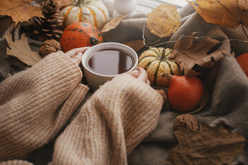 Autumn hygge. Hands in cozy sweater holding warm cup of tea with stylish pumpkins, fall leaves, lights on brown scarf on windowsill. Fall home decor. Happy Thanksgiving