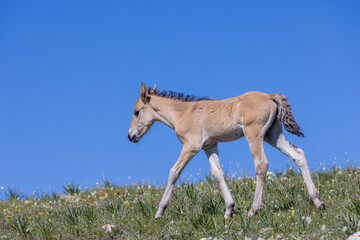 Wild Horse Foal in the Pryor Mountains in Summer