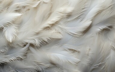Seamless of the feathers background.