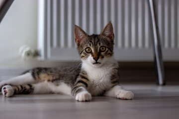 cat lying on the floor