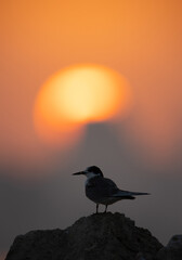 A Juvenile White-cheeked Tern and dramatic sunrise