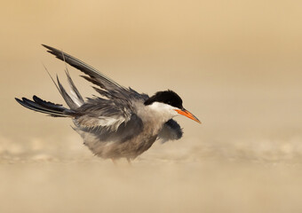 White-cheeked Tern perched on ground preening at Tubli, Bahrain