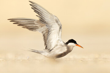 White-cheeked Tern ready to fly at Tubli, Bahrain