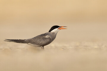 Portrait of White-cheeked Tern perched on the ground at Tubli, Bahrain