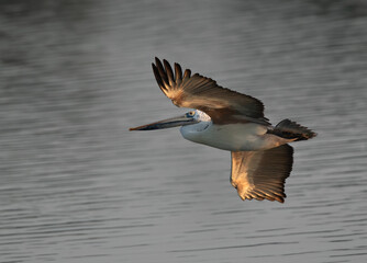 Spot-billed pelican flying at Uppalapadu Bird Sanctuary, India