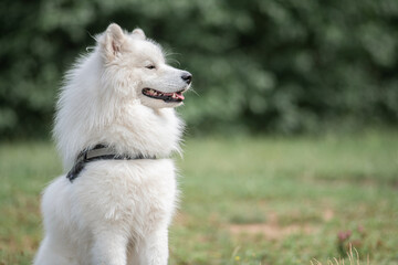A beautiful purebred Samoyed dog running around a summer park.