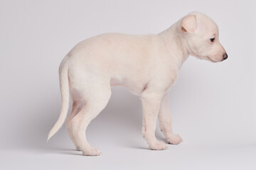 Portrait of cute Italian Greyhound puppy isolated on white studio background. Small beagle dog...