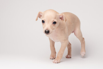 Portrait of cute Italian Greyhound puppy isolated on white studio background. Small beagle dog...