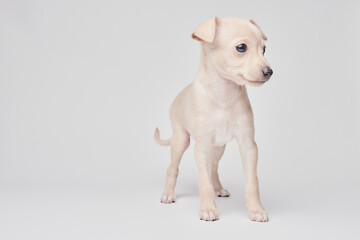 Portrait of cute Italian Greyhound puppy isolated on white studio background. Small beagle dog white beige color.