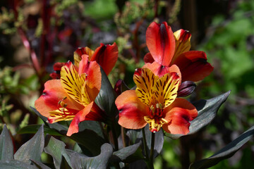 orangefarbene Inkalilien © Elke Hötzel