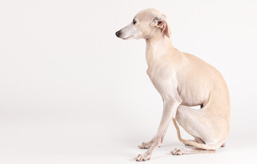 Portrait of Italian Greyhound male dog posing isolated on white studio background