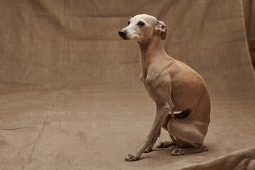 Portrait of Italian Greyhound male dog posing isolated on beige studio background