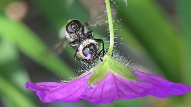 Pair of hoverflies (Volucella bombylans) mating on a geranium flower. July, Kent, UK [Slow motion x5]