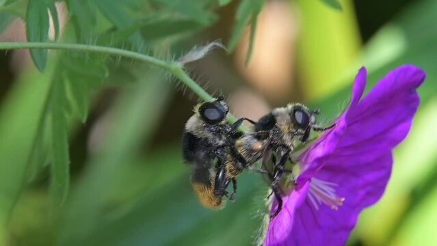 Pair of hoverflies (Volucella bombylans) mating on a geranium flower. July, Kent, UK [Slow motion x5]
