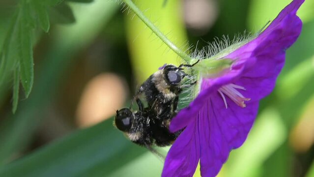 Pair of hoverflies (Volucella bombylans) mating on a geranium flower. July, Kent, UK [Slow motion x5]