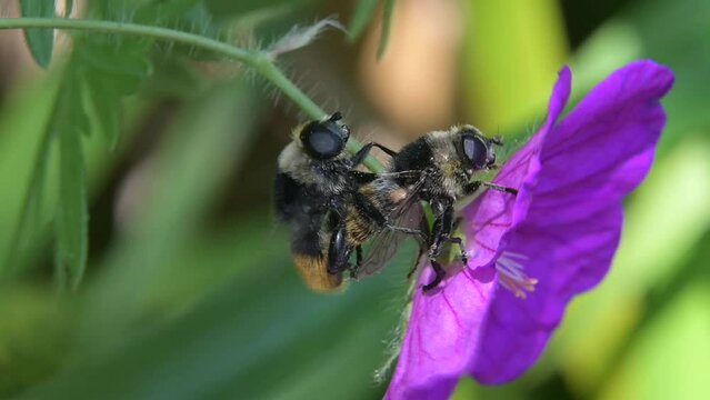 Pair of hoverflies (Volucella bombylans) mating on a geranium flower. July, Kent, UK [Slow motion x5]