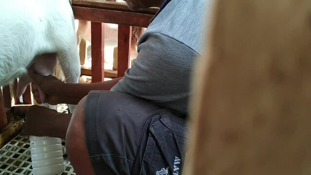 Capra aegagrus hircus, the milking process of Saanen goats in a traditional Indonesian farm.
