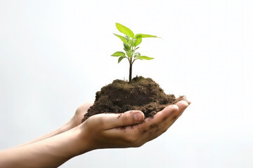 Hands holding a plant