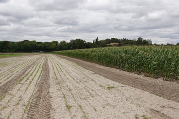 Obraz premium Champ de semis sec et champ de maïs