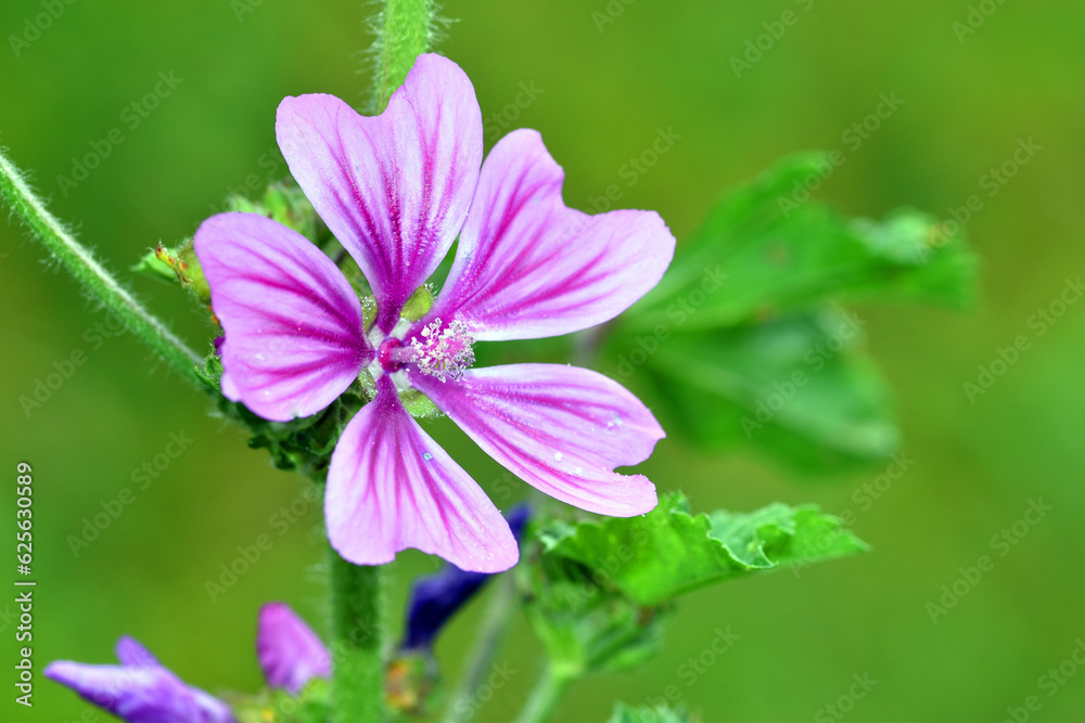 Wall mural Wild mallow flowers (Malva sylvestris), a species with medicinal