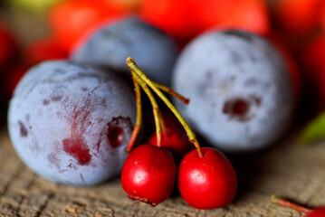 Autumn edible wild fruits: blackthorn (Prunus spinosa) and hawthorn (Crataegus monogyna)