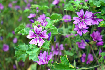 Wild mallow flowers (Malva sylvestris), a species with medicinal