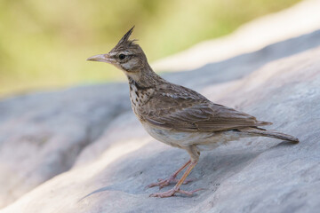 Crested lark on a rock with out of focus background.