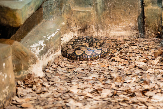 Python lying on dry leaves