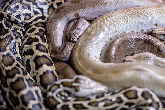 Big scary snakes crawling on ground