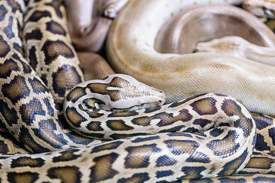 Big scary snakes crawling on ground