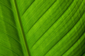Fresh green plant leave texture pattern