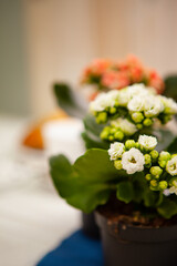 A Close-Up of White and Orange Kalanchoe Flowers, Embracing Nature's Delicate Beauty. Selective focus. postcard