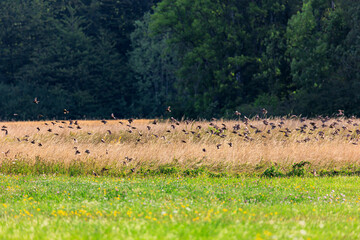 A flock of young starlings rehearses the flight in the flock for the bird migration over the...