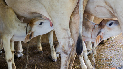 A baby calf of white color sucking milk from the nipple of  lactating cow inside a farm. Breastfeeding activity is the purest bond between mother and child.  © suparna