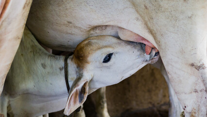 A baby calf of white color sucking milk from the nipple of  lactating cow inside a farm....